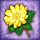 福寿草小.gif